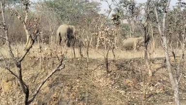 भंडरा: भंडरा में जंगली हाथियों की दस्तक से ग्रामीणों में दहशत, आमलिया जंगल से पहुंचे हाथी कोटा गांव के पास डेरा जमाए