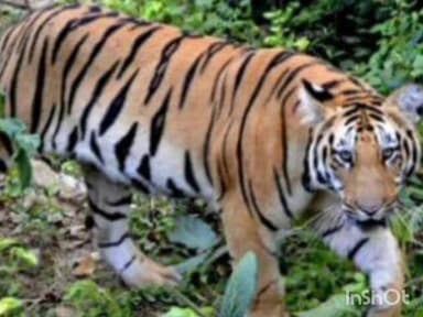 मूल: मुल आदर्श नगर मारोडा येथील महिला वाघाची हल्ल्यात ठार