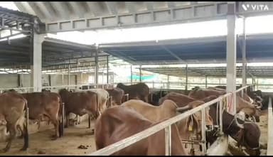 बांसवाड़ा: ठिकरिया कस्बे के MBA किसान ने विदेशी बैंक की नौकरी छोड़कर डेयरी फार्मिंग में बनाया साम्राज्य