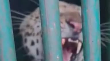 નિઝર: કોટલી ગામે દીપડો પાંજરે પુરાયો