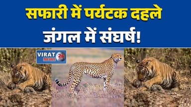 सीधी: संजय टाइगर रिजर्व में बाघ शावक की हत्या, पर्यटक दहले #Sidhi #SanjayTigerReserve #TigerAttack #TigerCub #Wildlife...