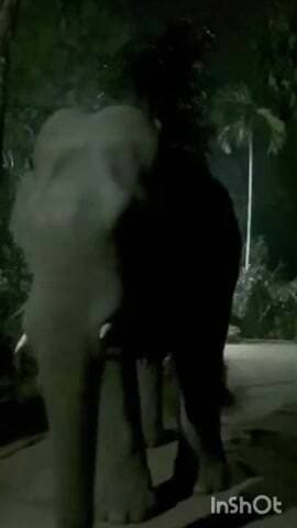 ಮೂಡಿಗೆರೆ: ಕಾಫಿ ನಾಡಿಗರಲ್ಲಿ ಹೆಚ್ಚಿದ ಬೀಟಮ್ಮ ಗ್ಯಾಂಗ್ ಆತಂಕ.!