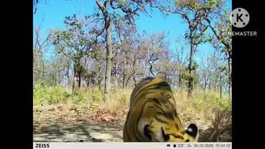 राजिम: उदंती-सीता नदी टाइगर रिजर्व में जंगल के राजा बाघ को कैमरे में कैद किया गया