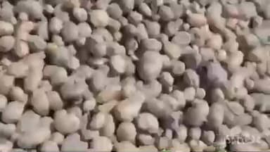 सादाबाद: बुजनोंजी में किसान को आलू की फसल में हुआ भारी नुकसान, हॉर्टिकल्चर से लिए गए बीज को बताया दोषी, विभाग ने भेजी टीम