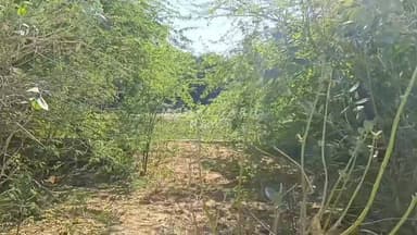 मोहनगढ़ PHED विभाग की बड़ी लापरवाही आई सामने, डिग्गीयो के पास उगी बबुल की झाड़ियां....
#jaisalmer #barmer #Bikaner #JODHPU...