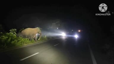 ମୋରଡା: ବାଘାଝରଣ ଇଲାକାରେ ଥିବା ୬ରୁ ୭ଟି ବଣୁଆ ହାତୀ ଘୋଳମୁହାଁ ଠାରେ ନଦୀ ଓ ରାସ୍ତା ଅତିକ୍ରମ କରି ଭାଲୁକଚୁଆ ଜଙ୍ଗଲମୁହାଁ ଅଗ୍ରସର ହେଉଛନ୍ତି