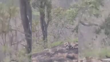 ಯಳಂದೂರು: ಬಿಳಿಗಿರಿರಂಗನ ಬೆಟ್ಟದಲ್ಲಿ ಬಂಡೆಯ ಮೇಲೆ ರಿಲ್ಯಾಕ್ಸ್ ಮೂಡ್ ನಲ್ಲಿ ಕುಳಿತು ಚಿರತೆ, ವೀಡಿಯೋ ವೈರಲ್