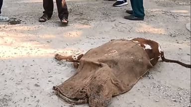 बड़वाह: बड़वाह: नागेश्वर मंदिर के पास कुत्तों के हमले में गाय की बछड़ी की मौत, मालिक ने की कुत्तों को पकड़ने की मांग