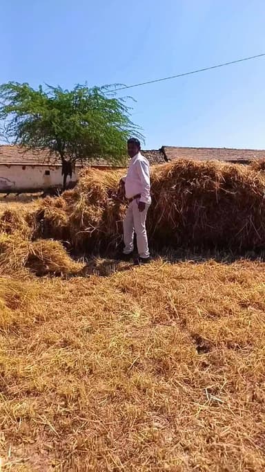 डूंगरपुर जिले की 84 विधानसभा क्षेत्र के अंदर सरकारी गेहूं खरीद केंद्र खोलने की मांग।।
गेहूं की अच्छी पैदावार हुई है पर ...