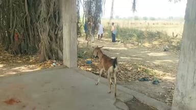 కాటారం: దామేరకుంటలో ఘనంగా ఎల్లమ్మ కొలుపు కార్యక్రమం