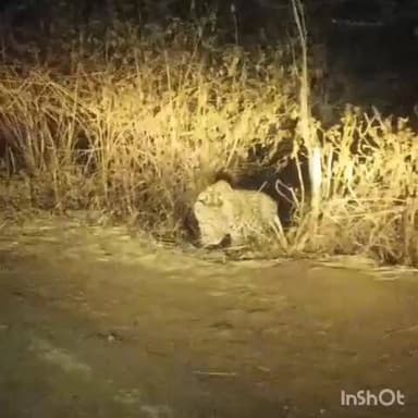 ರಾಣೇಬೆನ್ನೂರು: ಐರಣಿ ಬಳಿ ಕಾಣಿಸಿಕೊಂಡ ಚಿರತೆ;ಸಾಮಾಜಿಕ ಜಾಲತಾಣದಲ್ಲಿ ವೈರಲ್