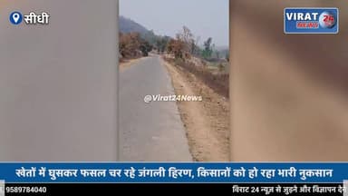 सीधी में जंगली हिरणों का आतंक, खेतों में घुसकर फसल कर रहे चौपट
#sidhi #mp53 #sidhinews #viralnews #mpnews #virałreels #s...