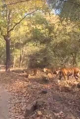 इस तस्वीर में जो दिख रहा है वो बहुत अनूठा नजारा है,
एक बाघिन अपने 5 बच्चों के साथ जंगल में गश्त पर है,
ऐसा दशकों में एक बार होता है