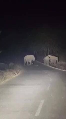 ଚମ୍ପୁଆ: ଝାଡ଼ଖଣ୍ଡ ଫେରିଗଲେ ଚବିଶ ଦଳିଆ ହାତୀ ପଲ ଆଜି ସକାଳୁ ଯାମୁଦଲକ ମଙ୍ଗଳପୁର ମଧ୍ୟ ଦେଇ ବୈତରଣୀ ନଦୀ ପାର ହେଇ ଝାଡ଼ଖଣ୍ଡ କୁ ଚାଲିଯାଇଛନ୍ତି