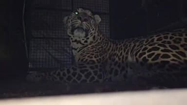 ಬಾಗಲಕೋಟೆ: ಕೆ.ಡಿ.ಜಂಬಗಿ ಗ್ರಾಮದಲ್ಲಿ ಚಿರತೆ ಸೆರೆ ಹಿಡಿಯುವಲ್ಲಿ ಯಶಸ್ವಿಯಾದ ಅರಣ್ಯ ಇಲಾಖೆ ಅಧಿಕಾರಿಗಳು