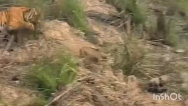 पलिया: दुधवा के जंगलों में बाघ ने जंगली सूअर के बच्चे का शिकार करते हुए कैमरे में कैद किया, वीडियो आया सामने