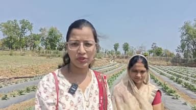 #बालाघाट
परंपरागत धान की खेती छोड़ सब्जी उत्पादन से बनी सफल महिला कृषक
एक एकड़ में 1.50 लाख रुपये तक की शुद्ध आय, अन्य ...