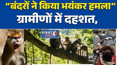 रीवा त्यौंथर:में बंदरों का आतंक, गांव: खेत में रखवाली कर रहे किसान पर हमला #Teonthar #बंदरआक्रमण #FarmerAttack #DadhaKal...