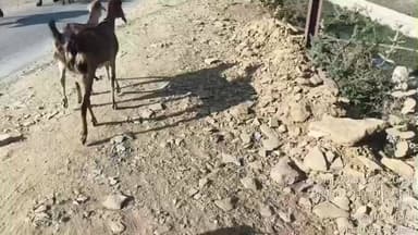 देवेंद्रनगर: देवेन्द्रनगर की सलेहा रोड पर अधूरा निर्माण हादसों का कारण, सड़क किनारे पत्थर और धूल से लोग परेशान