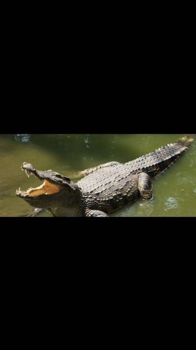 હજારો યાત્રાળુ માટે આસ્થા કેન્દ્ર ચાણોદ ખાતે નર્મદા નદીમાં મહાકાય મગરના પડાવથી ભક્તોમાં ગભરાટ