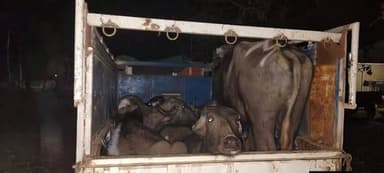 कोतमा के पशु व्यापारी फिर हुए सक्रिय, गोवध और पशु तस्करी में भाजपा के ही एक बड़े नेता का नाम कोतमा में काफी प्रचलित है।
...