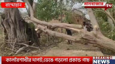 কালবৈশাখীর দাপট!বান্দোয়ানে ভেঙে পড়লো প্রকান্ড গাছ