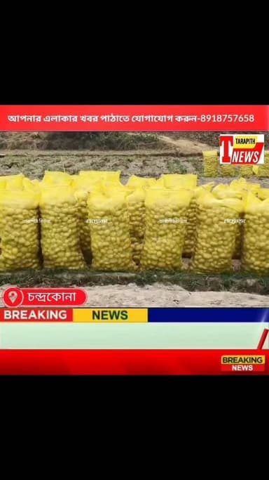 আলুর বাম্পার ফলনেও চাষিদের চোখে জল! চন্দ্রকোনায় দাম তলানিতে, বিঘা পিছু প্রায় ২০ হাজার টাকা ক্ষতির আশঙ্কা...!
#Tarapit...