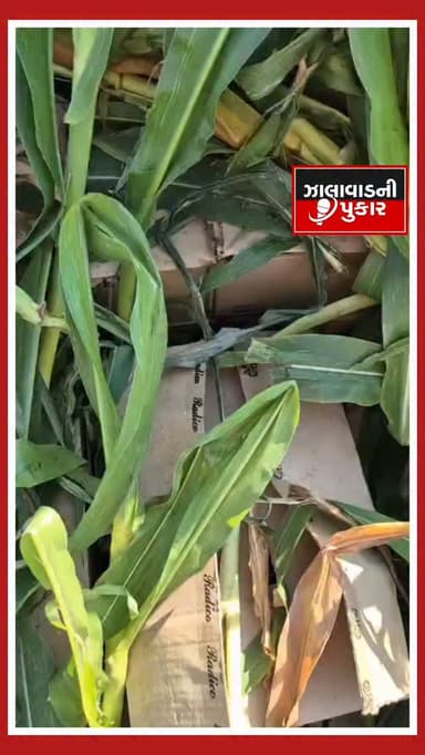 સુરેન્દ્રનગર એલસીબી પોલીસે આડમાં વિદેશી દારૂની હેરાફેરી ઝડપી પાડી ટ્રક ચાલકની કરી ધરપકાર કુલ રૂપિયા 38.78, લાખથી વધુ નો ...