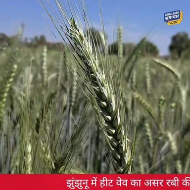 Jhunjhunu : जिले में समय से पूर्व अचानक बढ़ने लगा पारा, झुलसने लगी फसलें
#rajasthan #jhunjhunu #heatwave #hightemperature