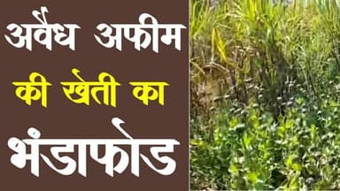 अवैध अफीम की खेती का भंडाफोड़ | avidh afim ki kheti ka bhandafod | chittorgadh | opretion trenetra