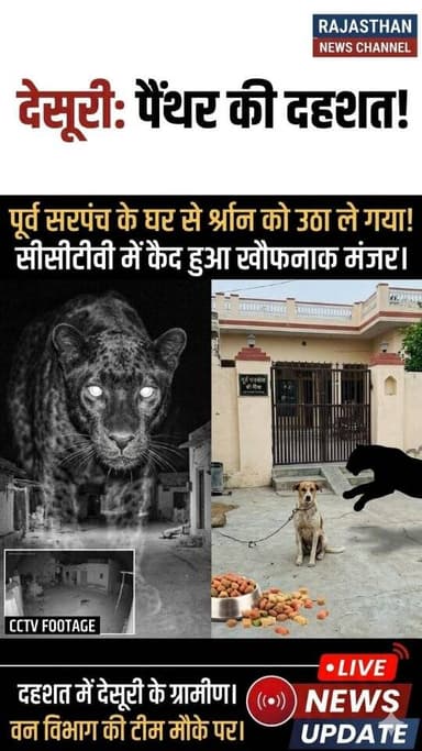 देसूरी में पैंथर की दहशत, पूर्व सरपंच के घर से से श्र्वान को उठा ले गया