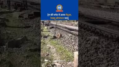 #ललितपुर में ट्रेन की चपेट में आया तेंदुआ, रेस्क्यू ऑपरेशन चालू