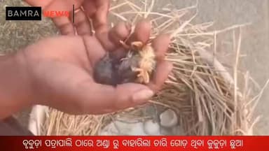 ବାମରା ବ୍ଲକ ଅନ୍ତର୍ଗତ ବୃବୁଡ଼ା ପତ୍ରାପାଲି ଠାରେ ୪ ଗୋଡ଼ ଥିବା କୁକୁଡ଼ା ଛୁଆ ଜନ୍ମ, ଦେଖିବା ପାଇଁ ଲୋକଙ୍କ ମଧ୍ୟରେ କୌତୁହଳ