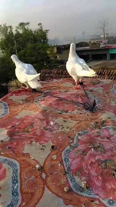 aithal laksar ke pass