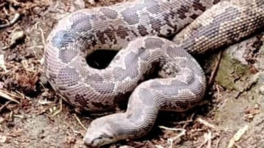 बिहपुर: बिहपुर में मिला अजगर, वनकर्मी उसे जंगल में ले गए