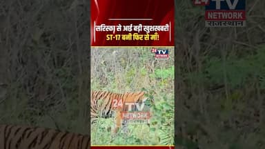 Sariska Tiger Reserve: खुशखबरी! बाघिन ST-17 ने दिए 3 शावकों को जन्म | Tiger Population Update