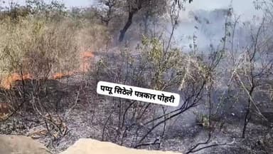 पोहरी बन बिभाग के बागलौन मे प्लान्टेशन मे लगी भीषण आग पोज्ञरी रेजर पहुची मौके पर किया आग बुझाने का प्रयास