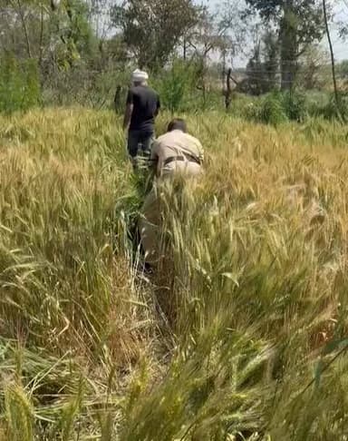 ब्रेकिंग न्यूज
छतरपुर
बमीठा थाना प्रभारी आशुतोष श्रोत्रिय की टीम ने गांजे की खेती पकड़ी,
गेहूं की फसल के बीचो-बीच उगाया ज...