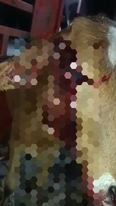 भीलवाड़ा: श्वानों के हमले से गौवंश घायल होने के मामले बढ़े, गौसेवकों ने चिंता जताई