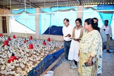 राज्य ग्रामीण आजीविका मिशन बिहान के अन्तर्गत पेण्ड्रा विकासखण्ड के विभिन्न पंचायतों में महिला स्व सहायता समूहों द्वारा स...