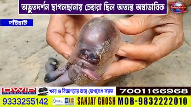 অদ্ভুতদর্শন ছাগলছানায় চেহারা ছিল অত্যন্ত অস্বাভাবিক
Public News Katwa
খবরের আপডেট পেতে লাইক,ফলো,শেয়ার করুন
#purbabardh...