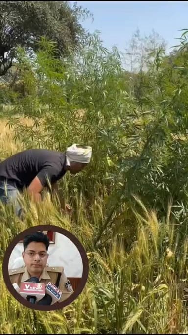 छतरपुर के बमीठा थाना क्षेत्र में पुलिस ने अवैध मादक पदार्थ के खिलाफ बड़ी कार्रवाई करते हुए गांजे की खेती का खुलासा किया ...