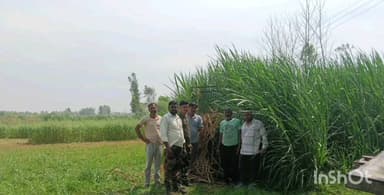 धामपुर: नहटौर ब्लॉक के गांव मटौरामान में गुलदार के 3 शावक मिलने पर वन विभाग ने पिंजरा लगाया, ग्रामीणों को किया जागरूक