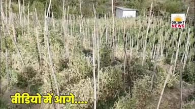 -#सोलन -- सूखे का कहर: मटर की फसल बर्बाद, किसान परेशान...
#Solan #HimachalPradesh #PeasCrop #DroughtAffected #FarmersIn...