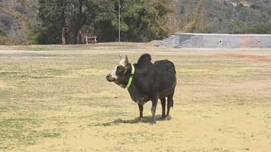 रुद्रप्रयाग में बेजुबानों की सुरक्षा के लिए सराहनीय पहल!! निराश्रित गौवंश के गले में बांधी जा रही रेडियम रिफ्लेक्टर बेल्...