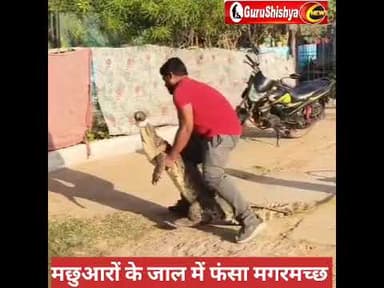 मछुआरों के जाल में फंसा विशालकाय मगरमच्छ, फिर क्या हुआ देखकर रह जाएंगे दंग #news #bilaspurdistrict