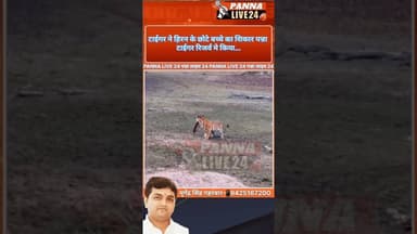 #Panna_Tiger_Reserve में टाइगर ने हिरण के छोटे बच्चे का किया #शिकार का नजारा,