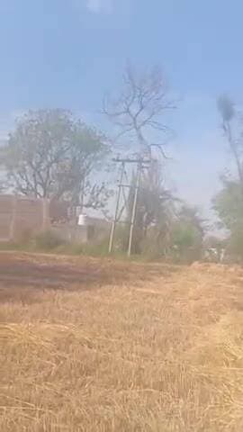 gram bamera me 11kb ka tar tutne se gehu ke khet me aag lg gye jisse 5y6koyental ka nuksan ho gya