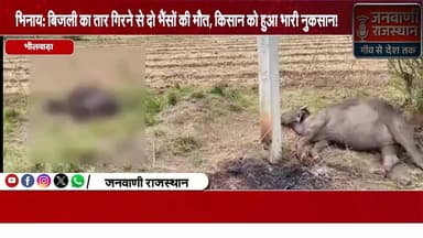 भिनाय: बिजली का तार गिरने से दो भैंसों की मौत, किसान को हुआ भारी नुकसान #rajasthannews #ajmer #nagour #bhilwara #Localne...