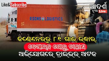 କଣ୍ଟେନେରରୁ ୮୧ ଗାଈ ଉଦ୍ଧାର, ବେଆଇନ ଗୋରୁ ଚାଳାଣ ଅଭିଯୋଗରେ ଡ୍ରାଇଭର ଅଟକ #IllegalCattleTransport #CattleSmuggling #CattleRescue #...